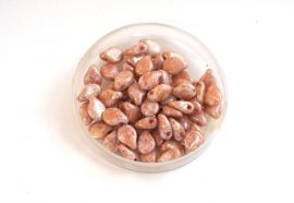 Preciosa PIP gyöngy 7x5mm - márványos terracotta Preciosa PIP gyöngy 7x5mm - márványos terracotta