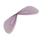 Szitakötő szárny 2,5x8cm - világos lila